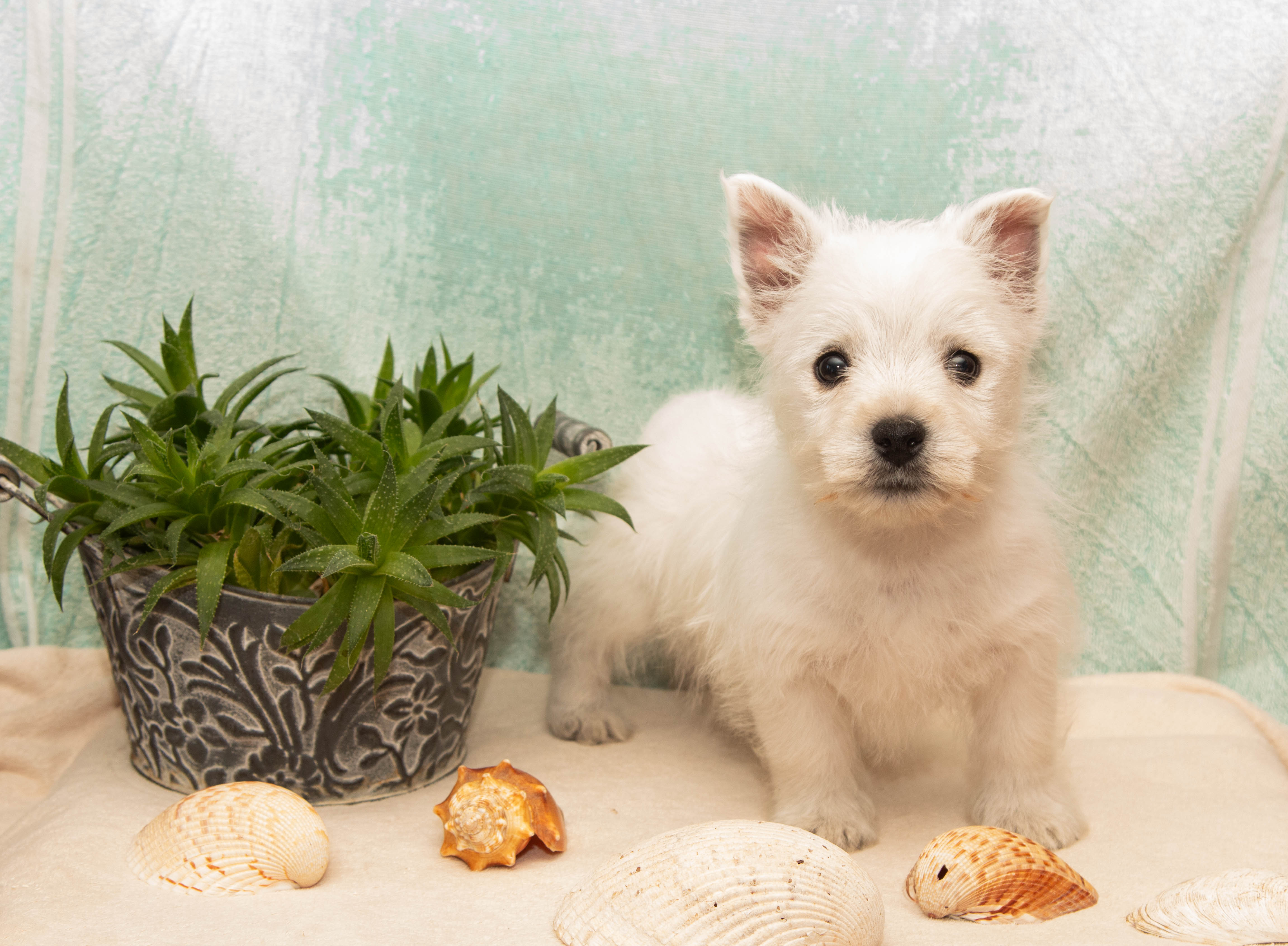 puppy, for, sale, West Highland White Terrier, Amos B. King, dog, breeder, Romney, WV, dog-breeder, puppy-for-sale, forsale, nearby, find, puppyfind, locator, puppylocator, aca